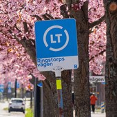 Alle med rosa körsbärsblommor och en busskylt med texten LT - Ringstorpsvägen